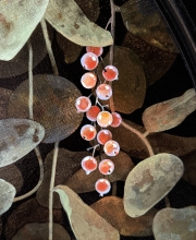 «Ягода» 60см